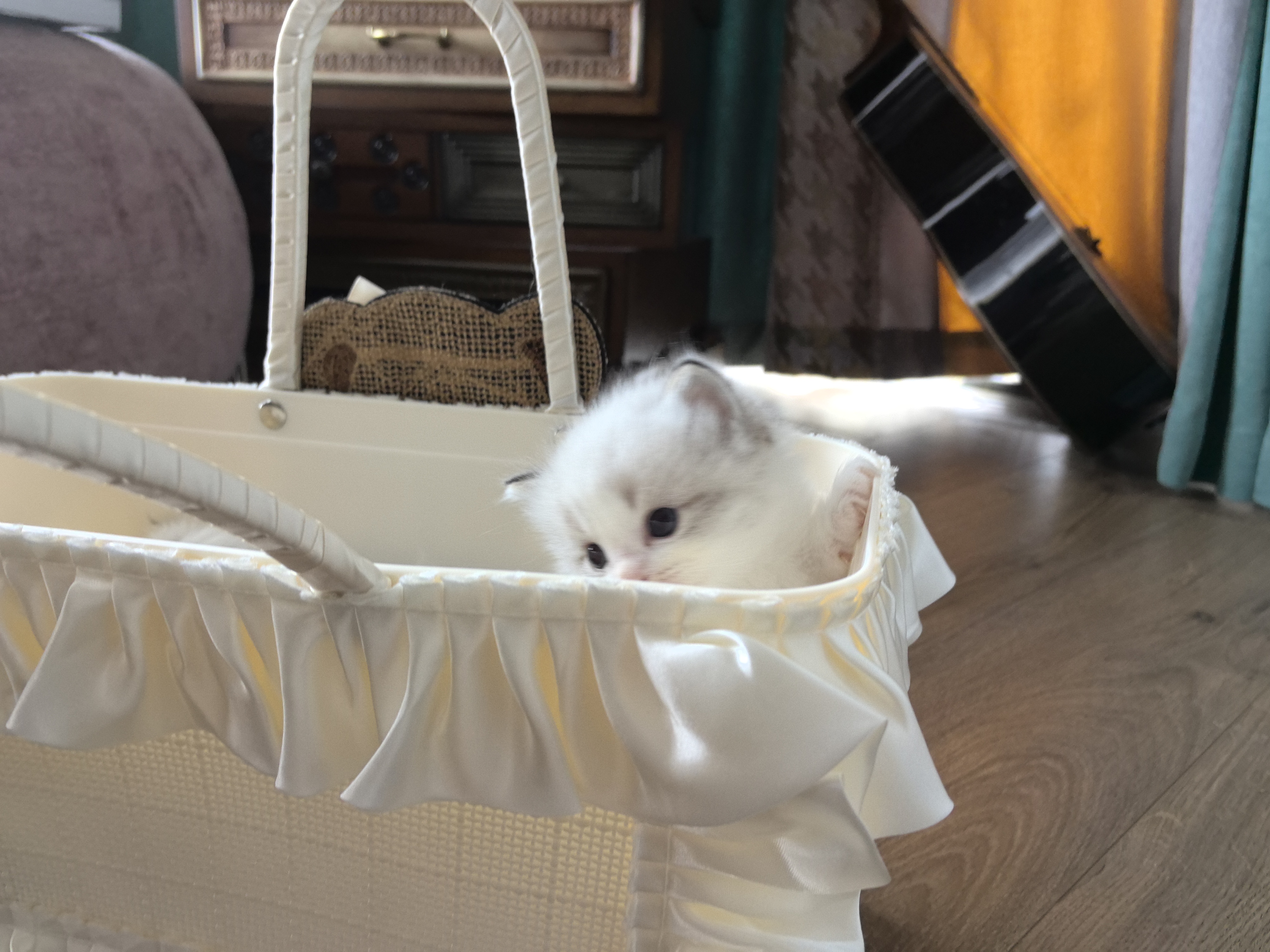 布偶猫